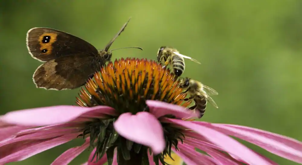 bijen, vlinders,Pluktuin bloemen tuin bloeiende planten vlinder en bijen biodiversiteit