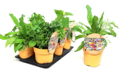 Vlinderlokkende bloemen bloomboost pot 15