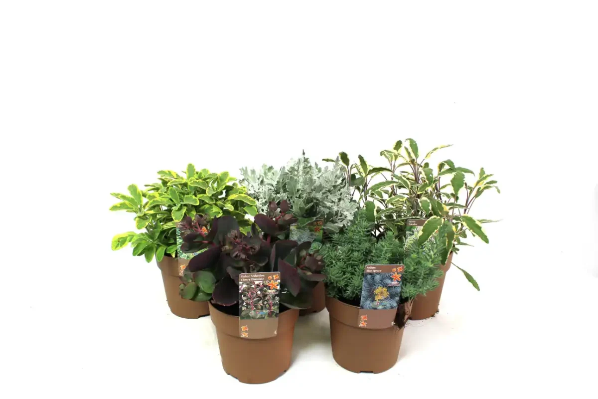 Herfst, Herfstkleuren, bloomboost. Pot 15 cm, plantenmix