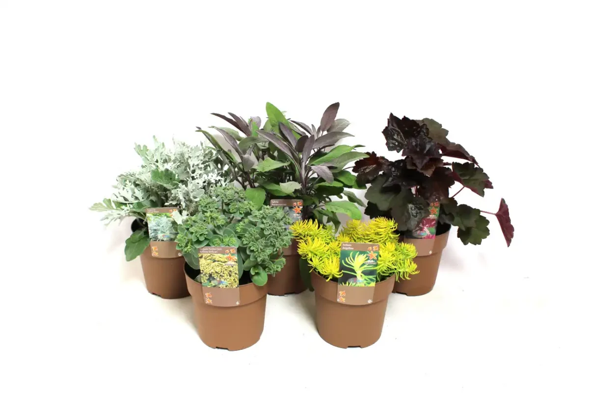 Herfst, Herfstkleuren, bloomboost. Pot 15 cm, plantenmix