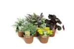 Herfst, Herfstkleuren, bloomboost. Pot 15 cm, plantenmix