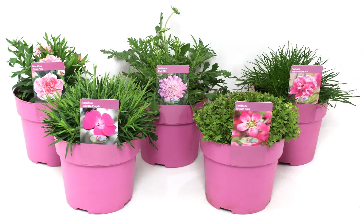 Plantenpakket Roze, Roze bloemen, planten, vaste planten, bloementuin, pluktuin, plantenpakket