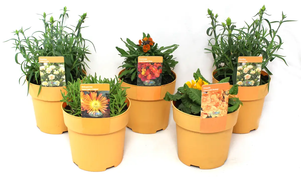 Plantenpakket Oranje, Oranje bloemen, planten, vaste planten, bloementuin, pluktuin, plantenpakket