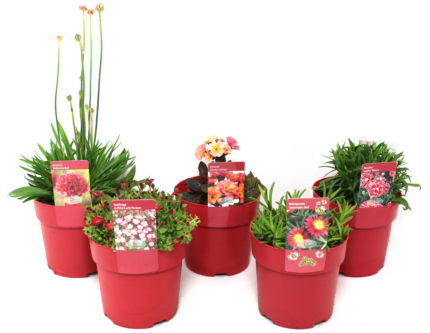 Plantenpakket Rood, Rode bloemen, planten, vaste planten, bloementuin, pluktuin, plantenpakket