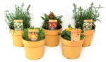 Gele mix, bloomboost, vaste planten, plantenpakket, biodiversiteit, pluktuin, bloementuin, tegel eruit plant erin, vaste plant, plantenmix