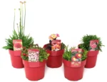 Rode mix, bloomboost, vaste planten, plantenpakket, biodiversiteit, pluktuin, bloementuin, tegel eruit plant erin, vaste plant, plantenmix
