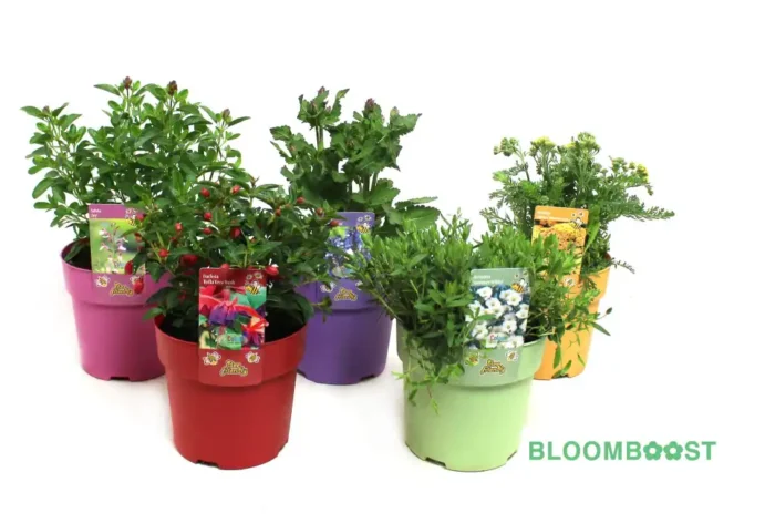 Zomerbloeiers, Campanula, Rhodanthemum, Salvia, Fuchsia, Bidens blazing glory