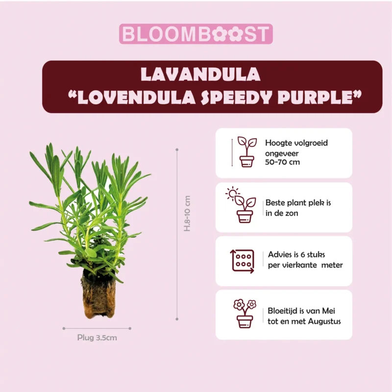 Lavendel, Lavendula Stoechas Lavendula Lovendula Speedy Purple Kuiflavendel Pluimlavendel Vlinderlavendel plug