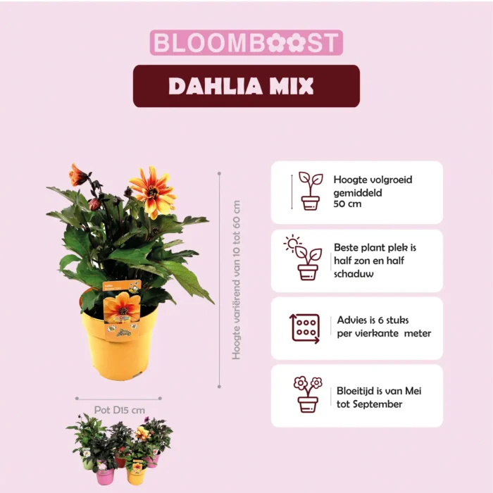 Dahlia, Dahlia's,, Bloomboost, vaste planten, bloemen, tuinplanten