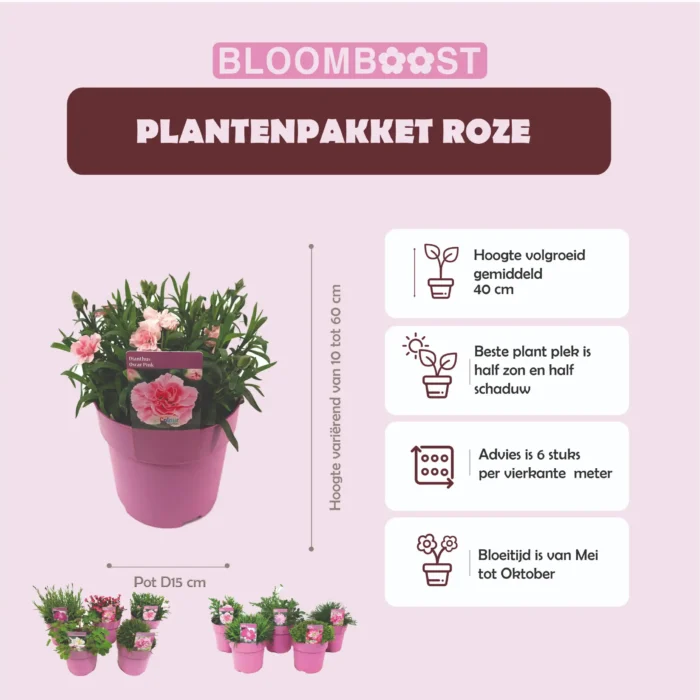 Product sheet Plantenpakket ROZE pot 15 cm 2