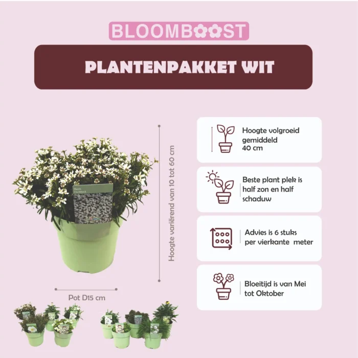 Product sheet Plantenpakket WIT pot 15 cm 2