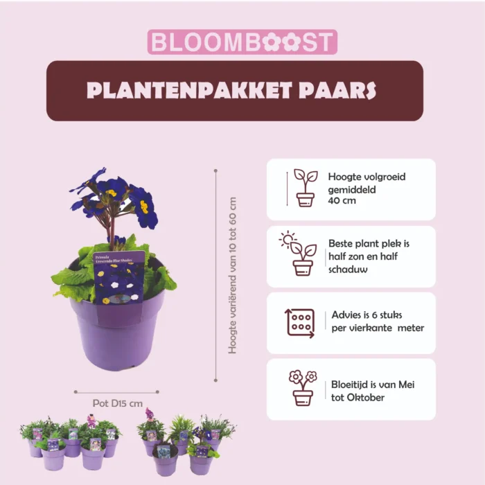 Product sheet Plantenpakket paars pot 15 cm optie 3 2