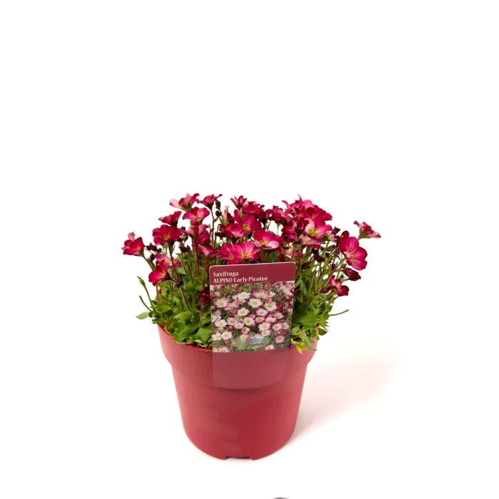 Saxifraga, voorjaarsbloeiers, bloemen houden van mensen, bloomboost, vaste planten