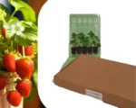 Aardbeien, zelf aardbeien kweken, aardbeienplantjes, aardbeienplant, bloomboost, vaste plant, zomerkoninkje, verpakking, brievenbus, brievenbusdoosje, relatiegeschenk