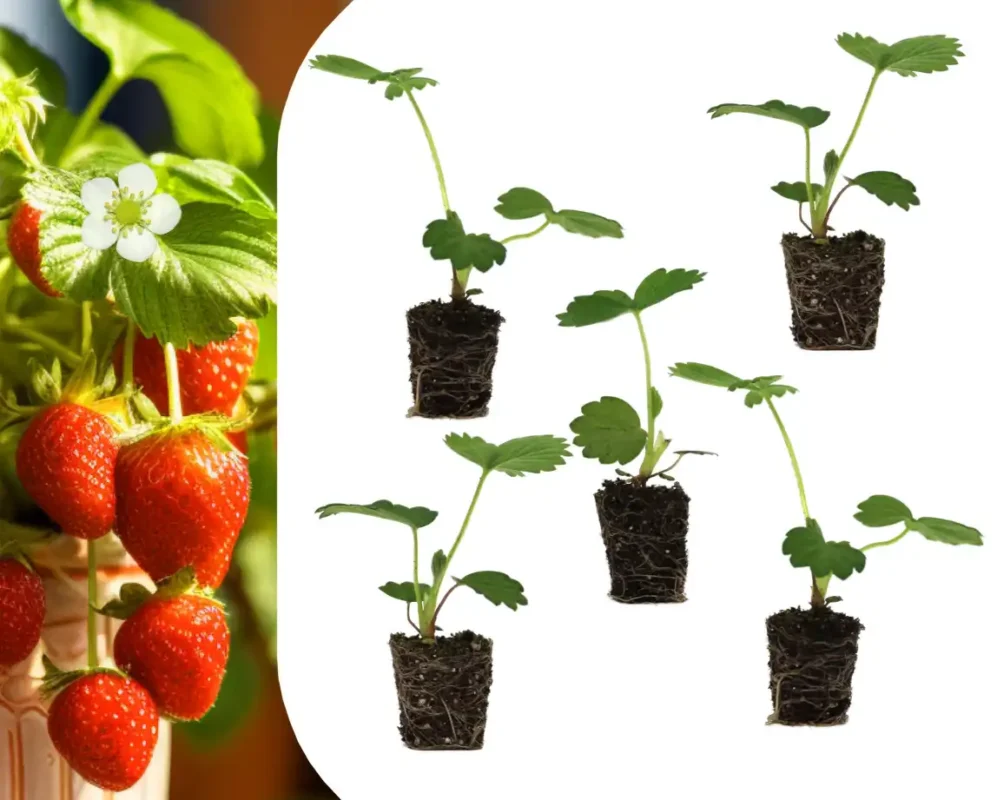 Aardbeien, zelf aardbeien kweken, aardbeienplantjes, aardbeienplant, bloomboost, vaste plant, zomerkoninkje