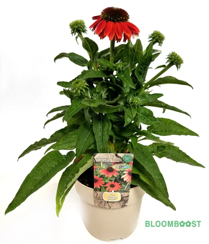 Echinacea, Echinacea Lakota Red, Climate proof, droogte resistent, droogteresistent, Bloomboost, set van 5, planten, vaste planten, mix planten, plantenset