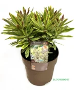 Euphorbia, Euphorbia Asccot Rainbow, Herfst, Bloomboost, set van 5, planten, vaste planten, herfstplanten, autumn, mix planten, plantenset