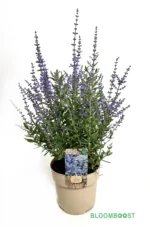 Perovskia, Perovskia Bluesette, Climate proof, droogte resistent, droogteresistent, Bloomboost, set van 5, planten, vaste planten, mix planten, plantenset