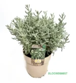 Santolina, Santolina Silver Leaves, Climate proof, droogte resistent, droogteresistent, Bloomboost, set van 5, planten, vaste planten, mix planten, plantenset