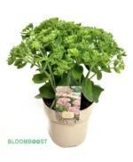 Sedum, Herfst, Bloomboost, set van 5, planten, vaste planten, herfstplanten, autumn, mix planten, plantenset