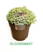 Sedum, Herfst, Bloomboost, set van 5, planten, vaste planten, herfstplanten, autumn, mix planten, plantenset