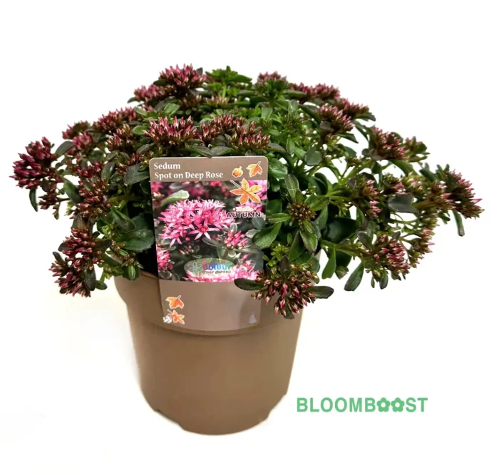 Sedum, Herfst, Bloomboost, set van 5, planten, vaste planten, herfstplanten, autumn, mix planten, plantenset